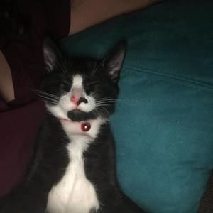 Meet your Posher, Delta